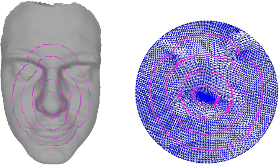 Constructing 3D facial hierarchical structure based on surface measurements.